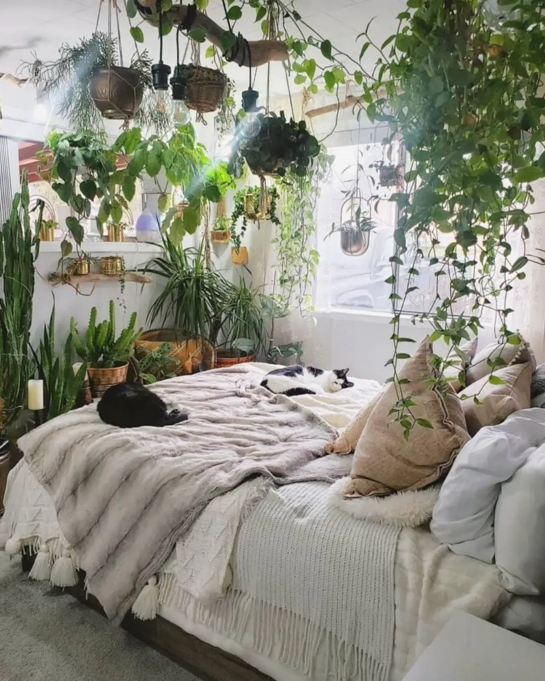 tumbuhan hidup hiasan kamar aesthetic